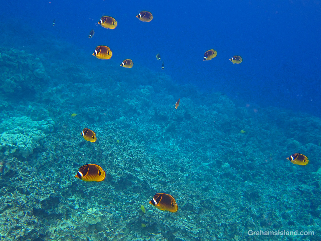 Racoon Butterflyfishes in the waters of Honaunau Bay (Two Step), Hawaii