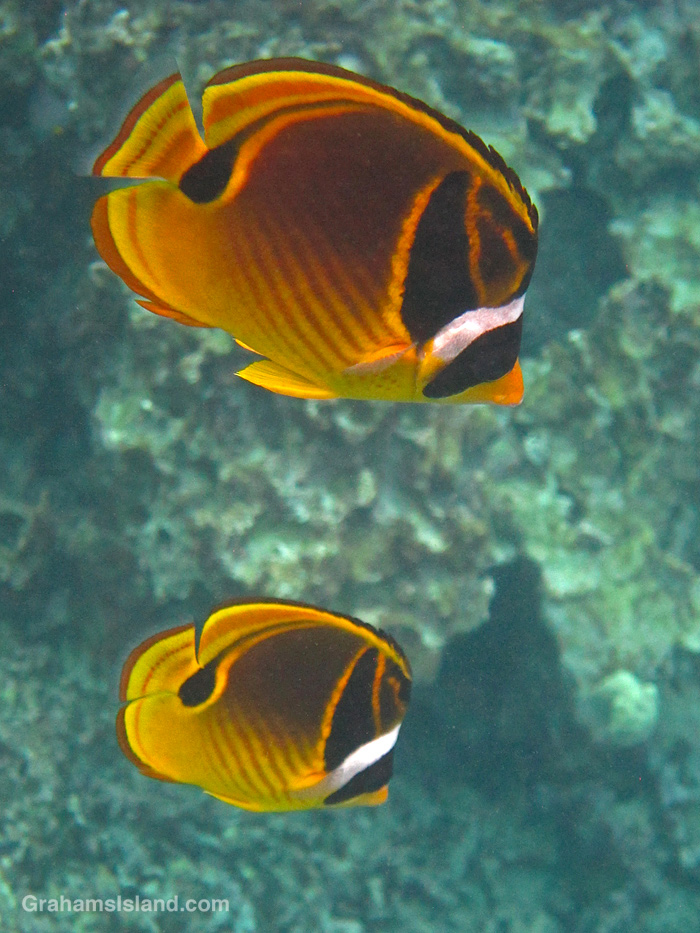 Racoon Butterflyfishes in the waters of Honaunau Bay (Two Step), Hawaii