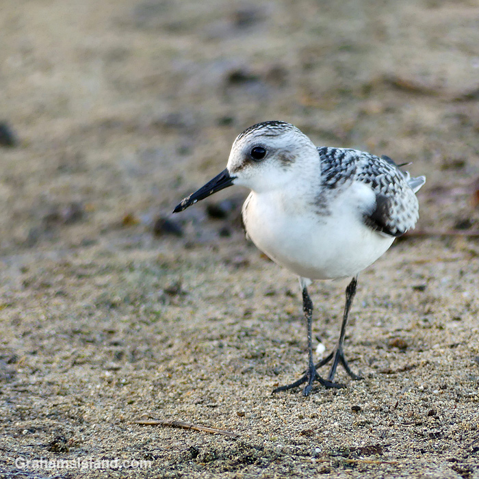 A Sanderling seeking food at Hapuna, Hawaii