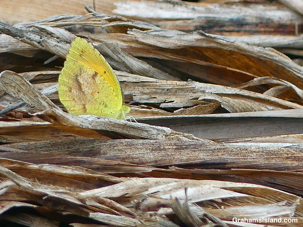 A Sleepy Orange Butterfly amidst dead vegetation in Hawaii