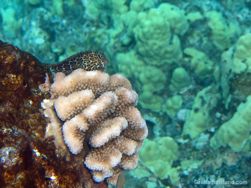 A Spotted coral blenny perches on a coral head in the waters off Hawaii
