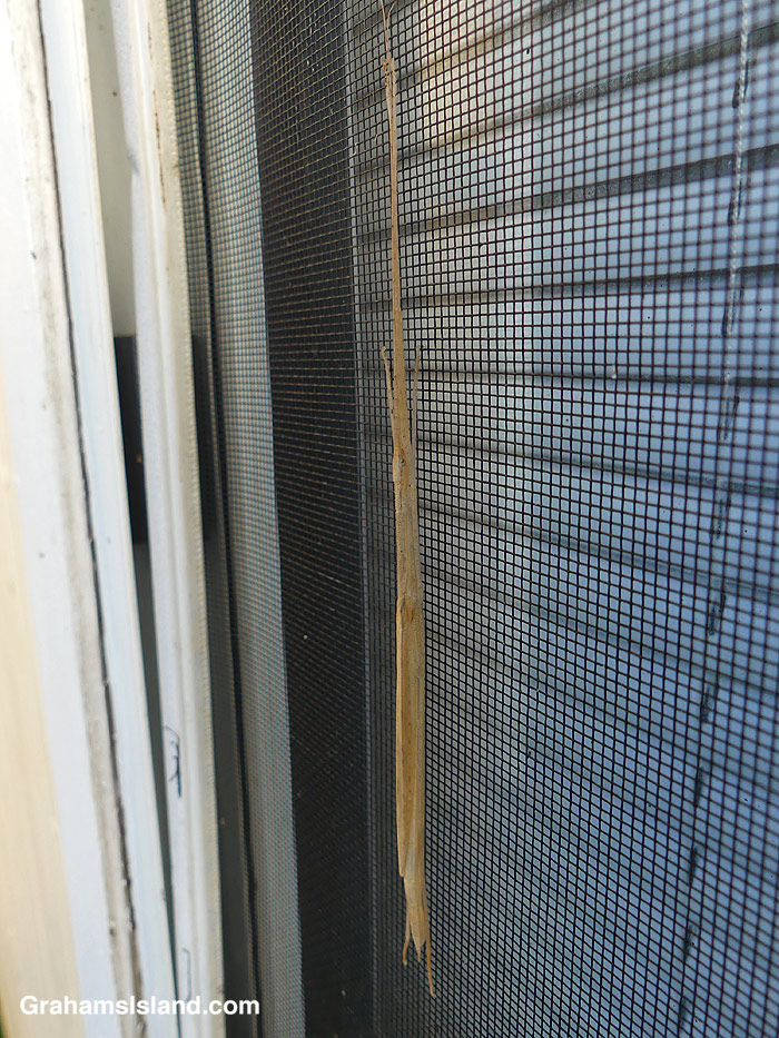 A Stick insect clings to a window screen in Hawaii