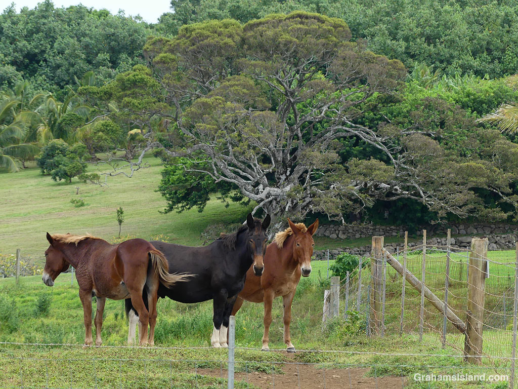 Three mules in a pasture near Pololu, Hawaii
