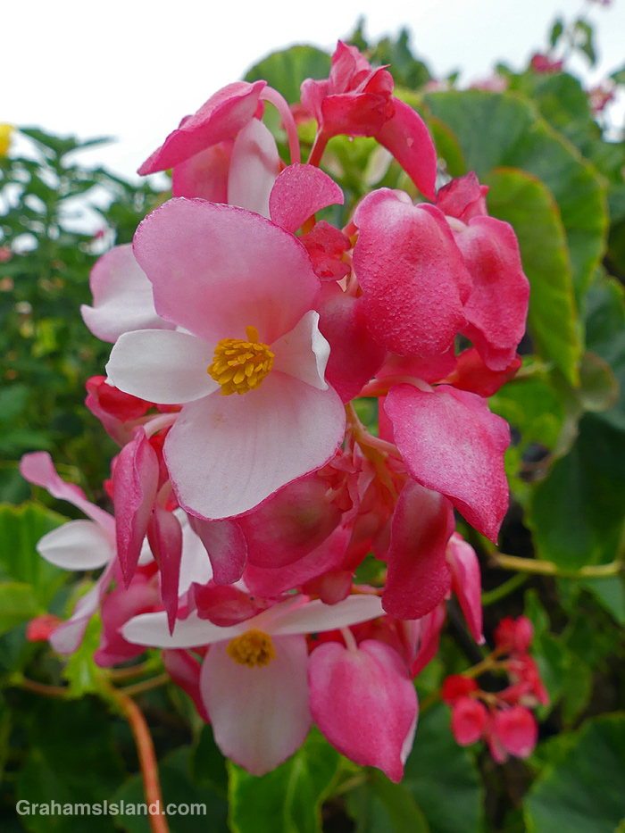 Wax Begonia flowers in Hawaii