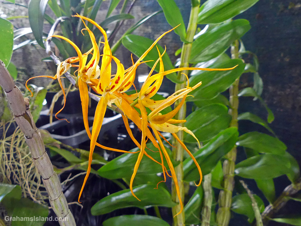 A Yellow spider orchid in Hawaii