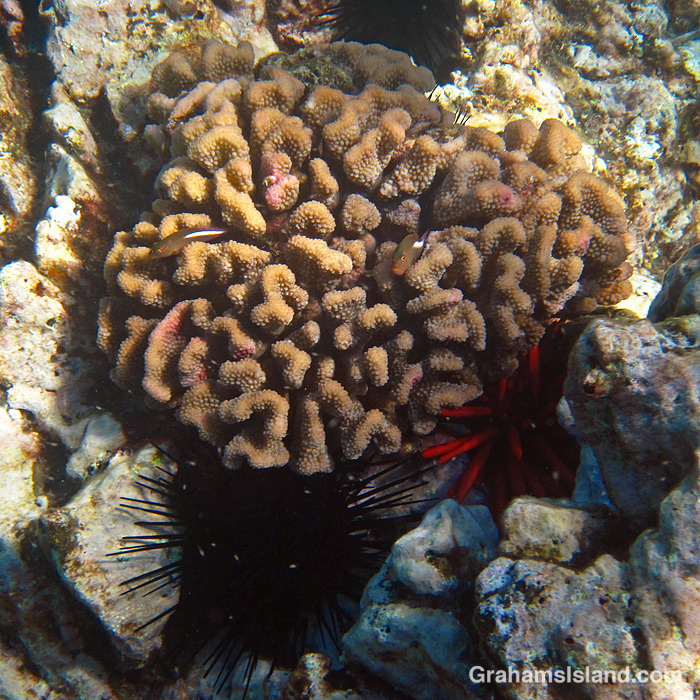 Arc-eye Hawkfishes on a coral head in Hawaii