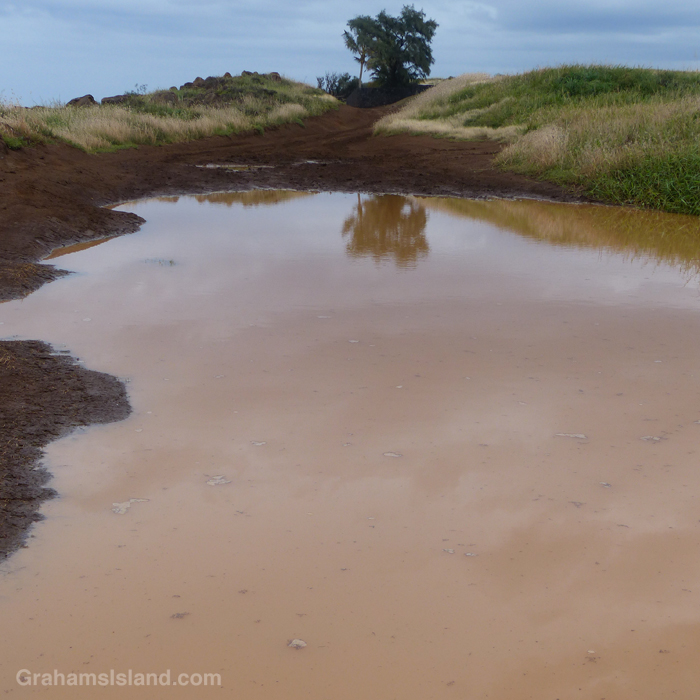 A huge puddle on a dirt road in Hawaii