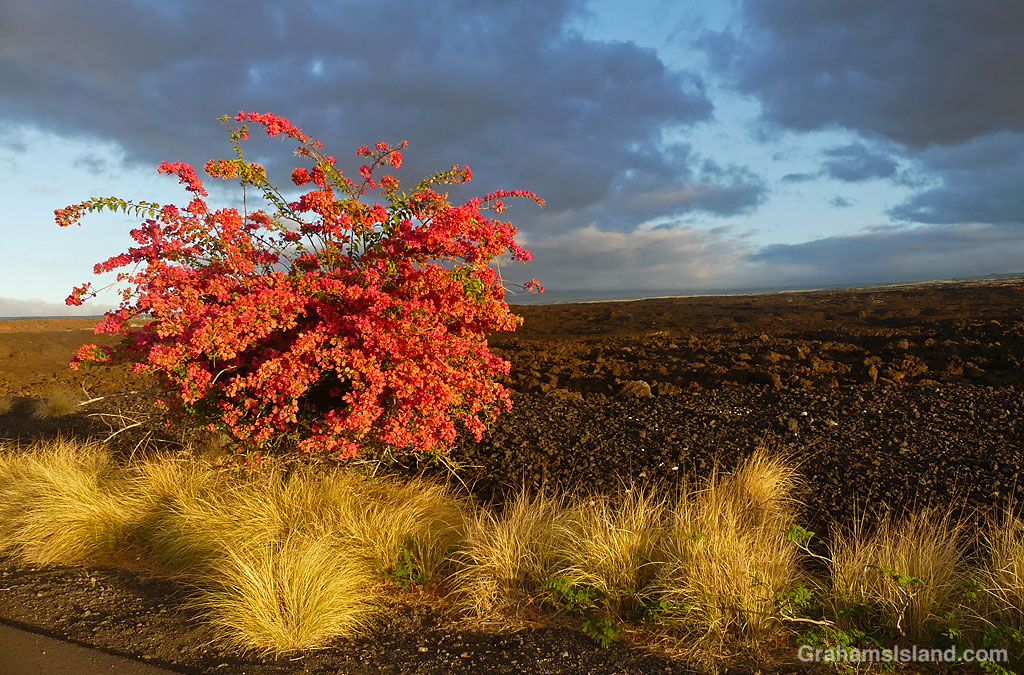 A pink Bougainvillea grows in the lava on the South Kohala coast in Hawaii