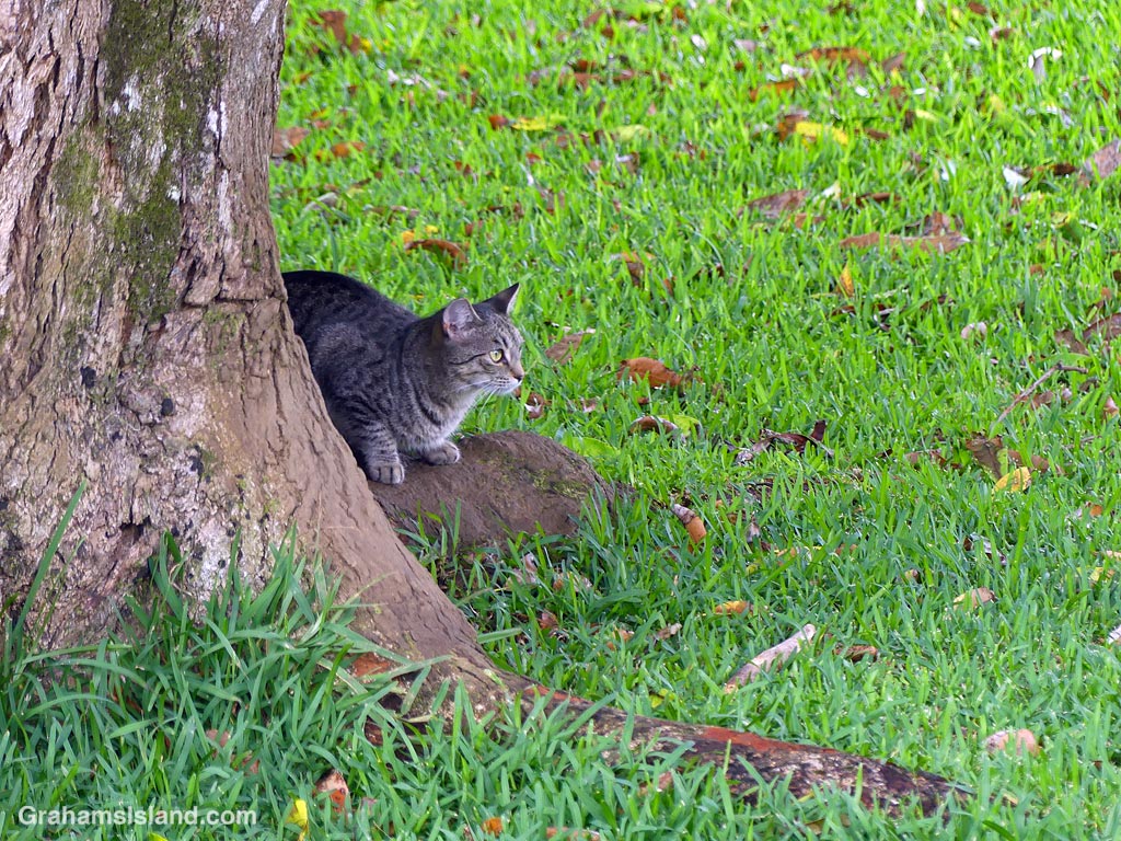 A cat in a yard n Hawaii