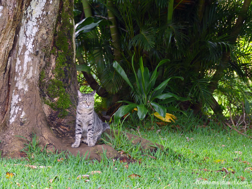 A cat in a yard n Hawaii