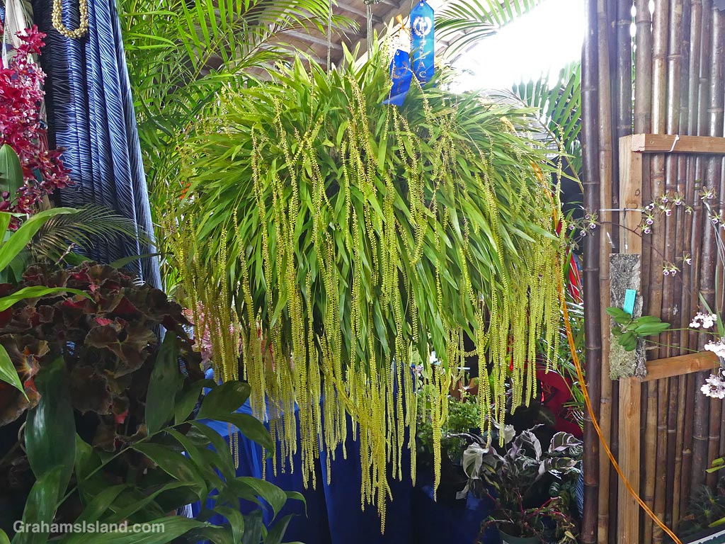 A Dendrochilum Filiforme orchid in Hawaii