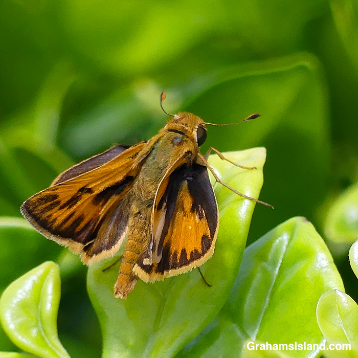 A Fiery Skipper Butterfly in Hawaii