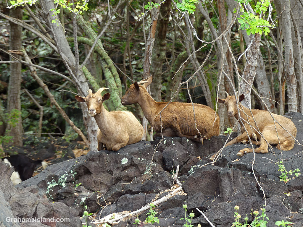 Goats resting in Hawaii