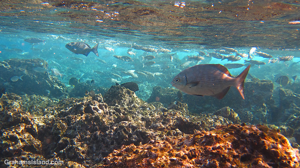 Gray Chubs and Hawaiian Flagtails in the waters off Hawaii