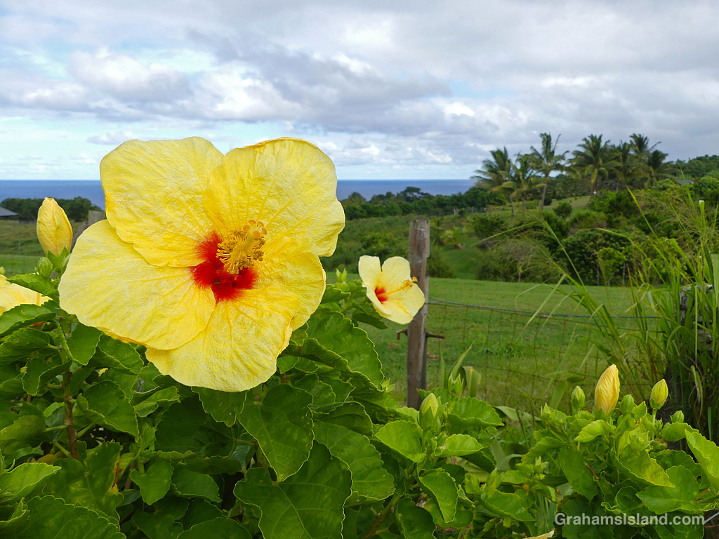 A yellow hibiscus near the coast at Pololu Hawaii
