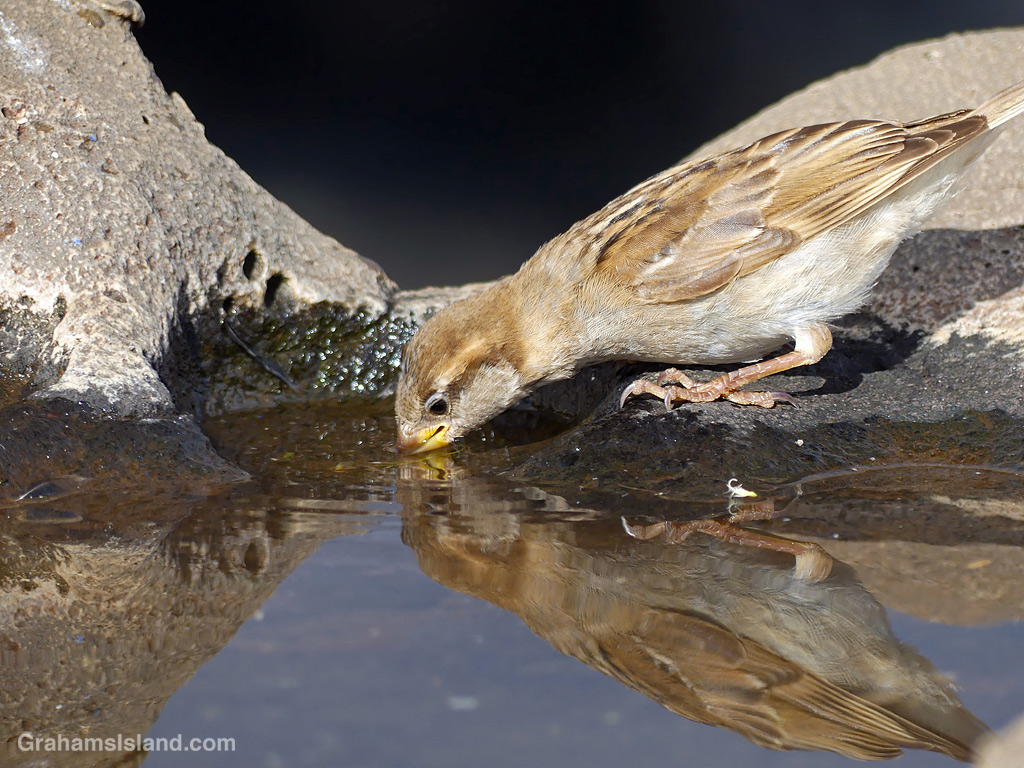 A House Sparrow drinking in Hawaii