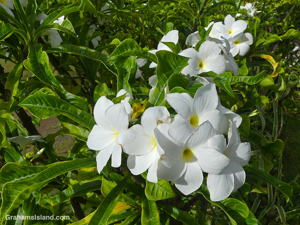 Plumeria pudica flowers in Hawaii