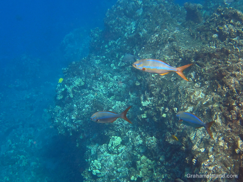 Rainbow Chubs in the waters off Hawaii
