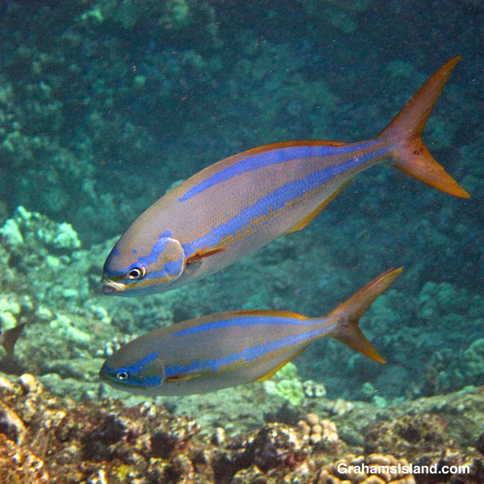 Rainbow Chubs in the waters off Hawaii