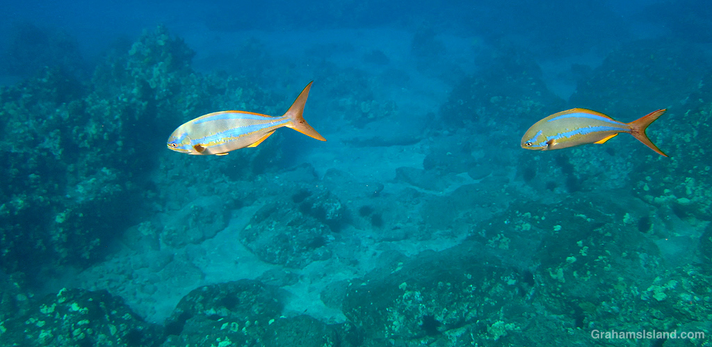 Rainbow Chubs in the waters off Hawaii