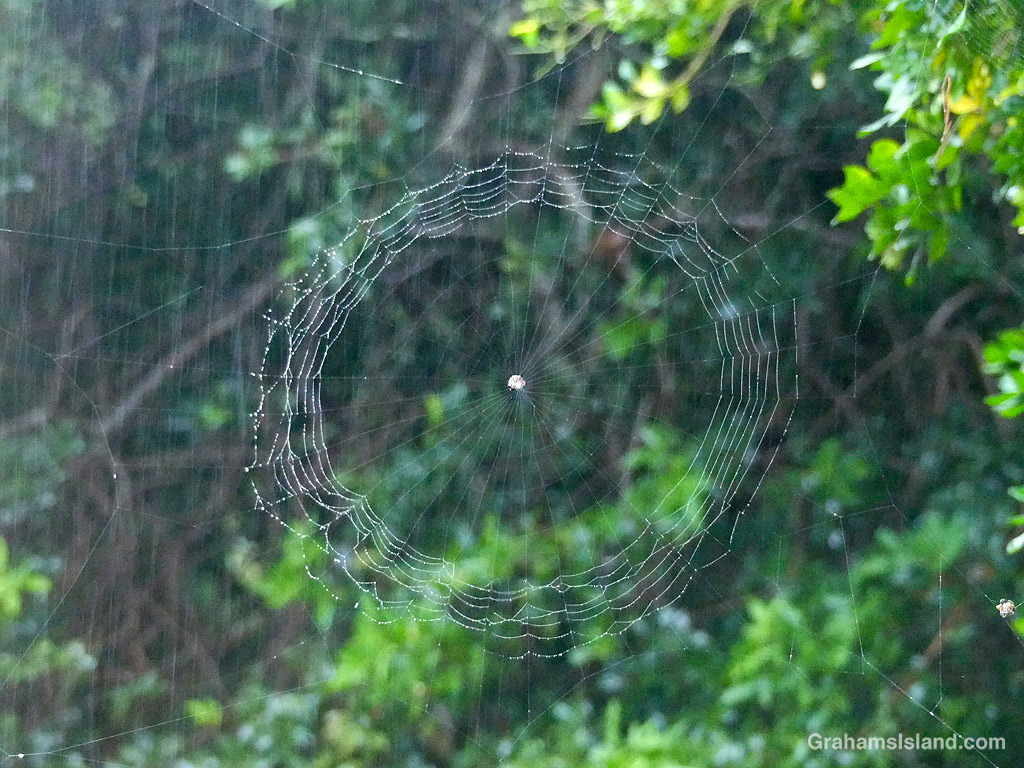 An unfinished spider web in the rain in Hawaii