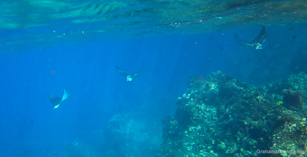 Spotted Eagle Rays in the waters off Hawaii