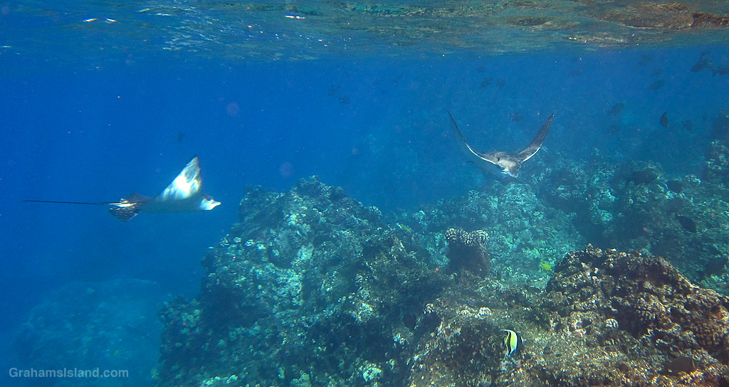 Spotted Eagle Rays in the waters off Hawaii