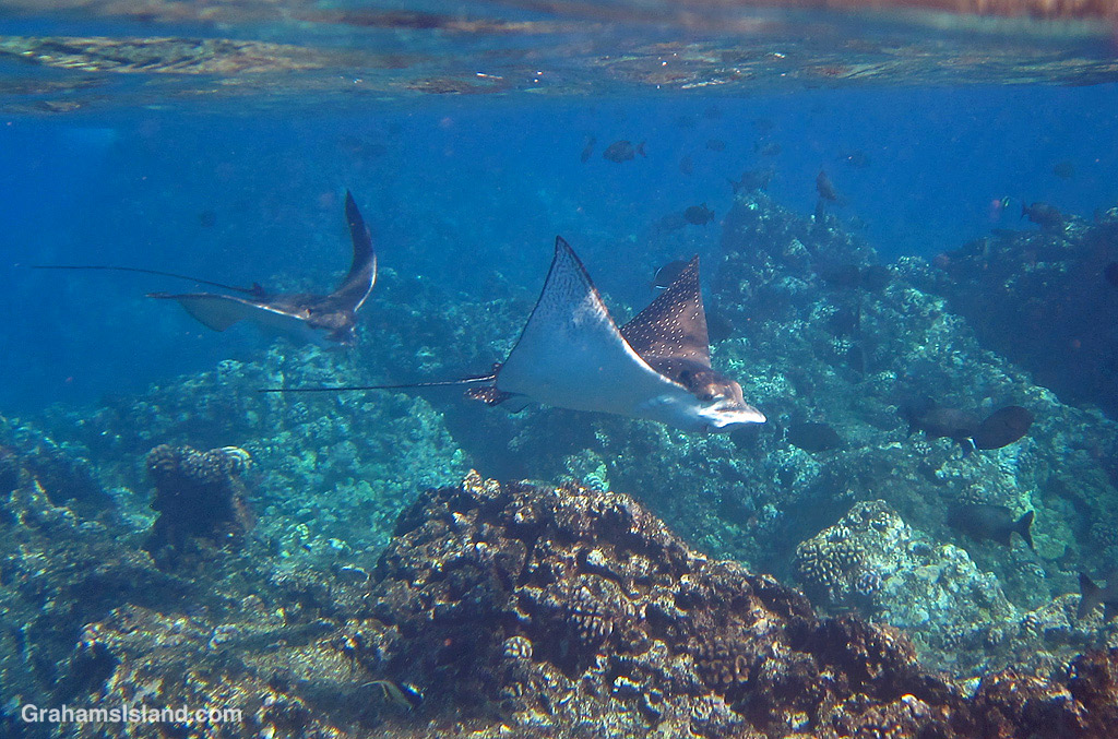Spotted Eagle Rays in the waters off Hawaii