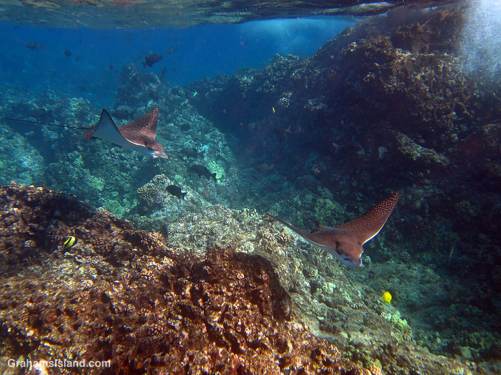 Spotted Eagle Rays in the waters off Hawaii