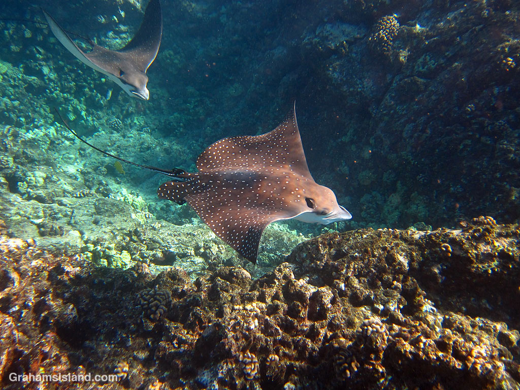Spotted Eagle Rays in the waters off Hawaii
