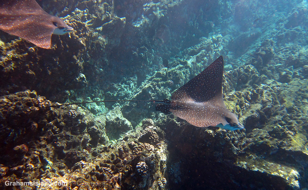 Spotted Eagle Rays in the waters off Hawaii