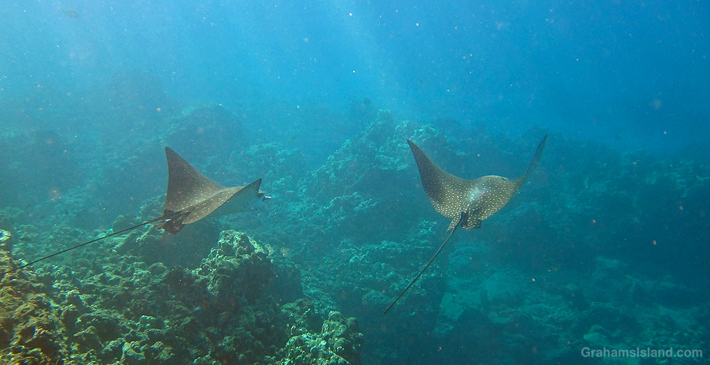 Spotted Eagle Rays in the waters off Hawaii