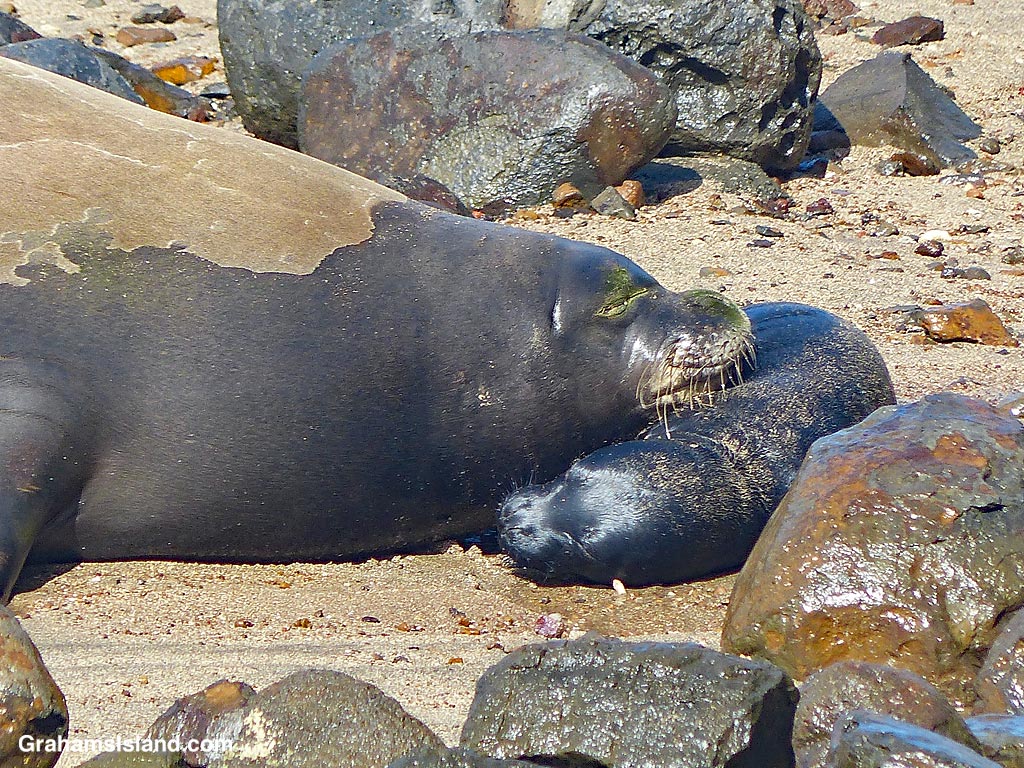 A monk seal and pup at Keokea Park Hawaii