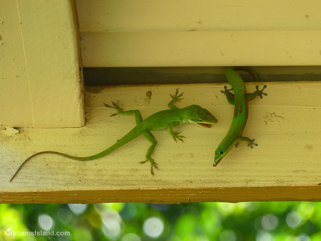 A Green Anole and a Gold Dust Day Gecko confront each other in a territorial display in Hawaii