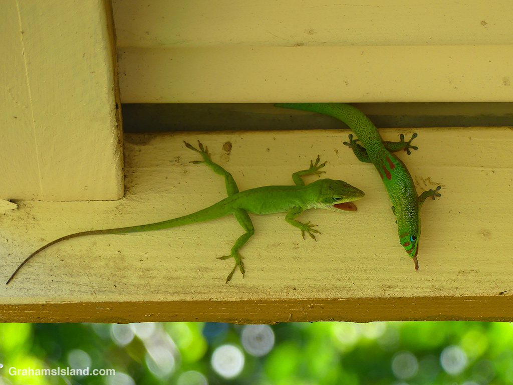 A Green Anole and a Gold Dust Day Gecko confront each other in a territorial display in Hawaii