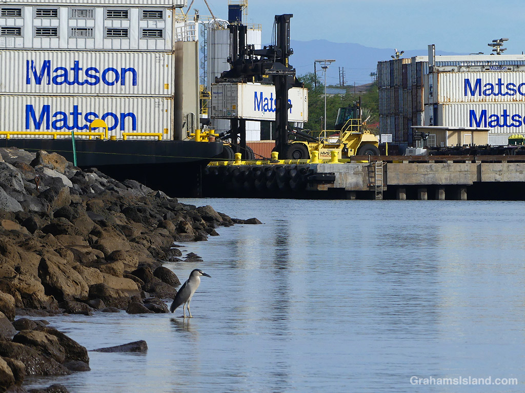 A Black-crowned Night Heron hunts for fish in Kawaihae Harbor, Hawaii