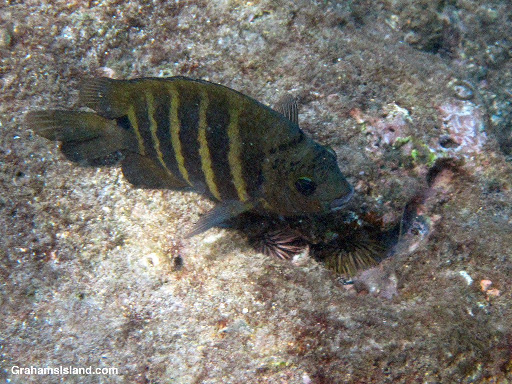 A Blackspot Sergeantfish in the wters off Hawaii