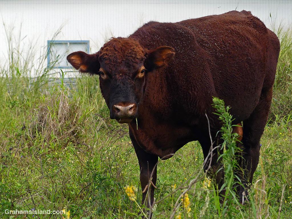 A brown bull in Hawaii
