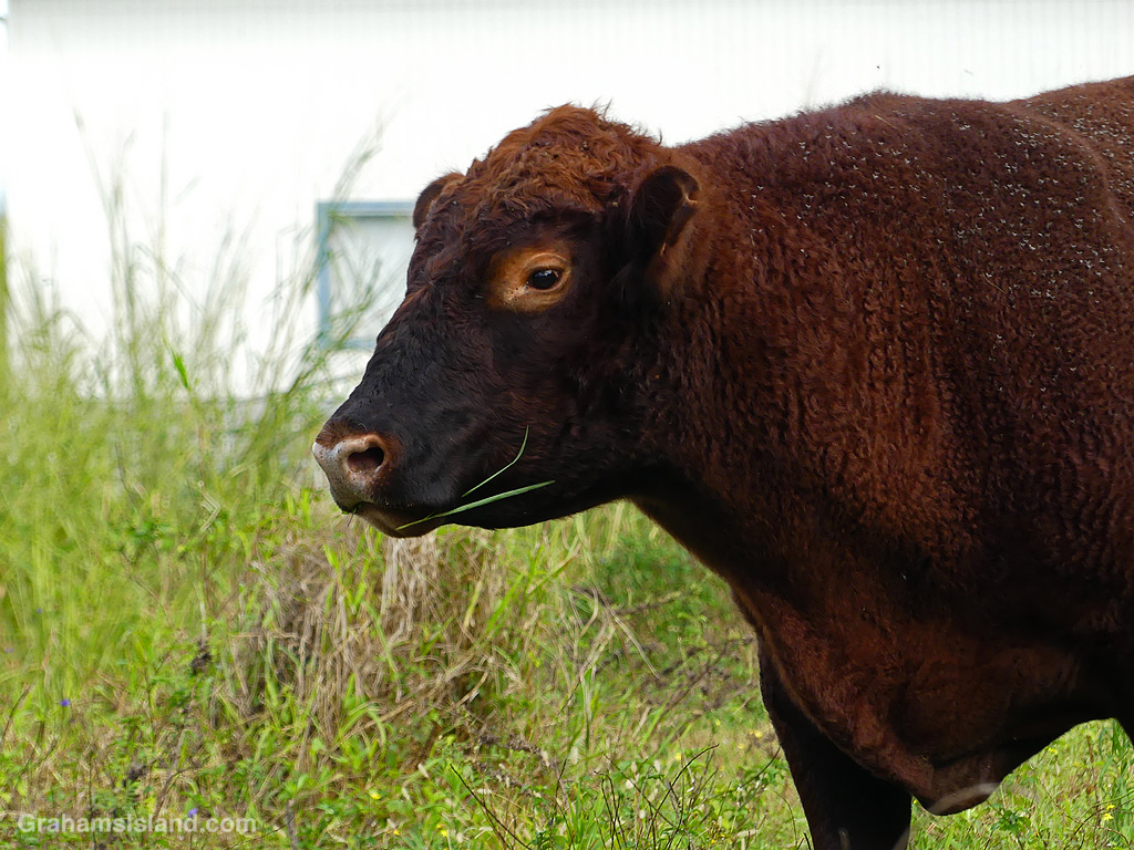 A brown bull in Hawaii
