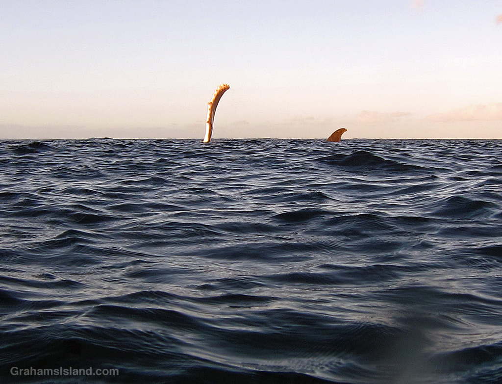 A Humpback Whale slaps a fin in the waters off Hawaii