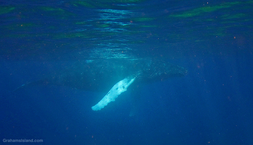 A Humpback Whale in the waters off Hawaii