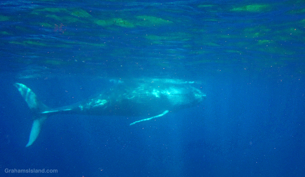 A Humpback Whale in the waters off Hawaii