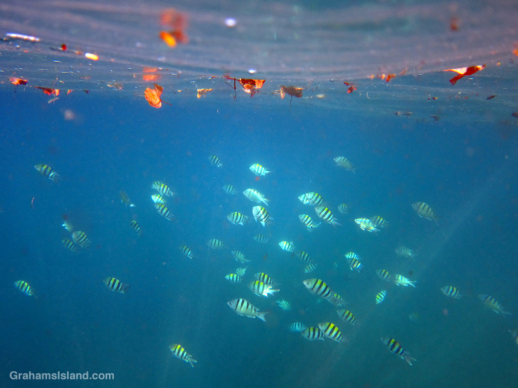 Sergeantfishes swim below floating debris in Hawaii