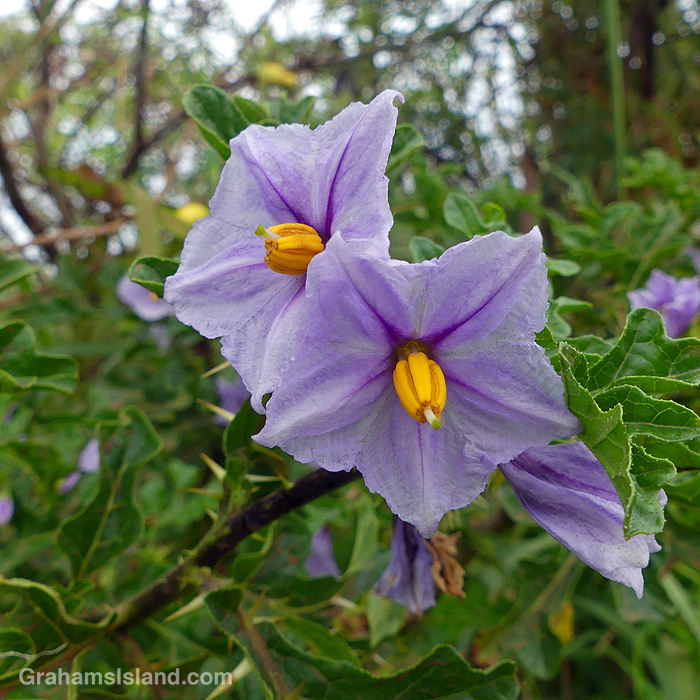 Solanum linnaeanum flowers in Hawaii
