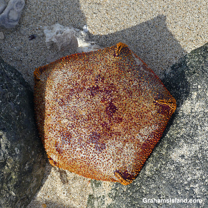 A cushion star on the beach in Kawaihae Harbor, Hawaii