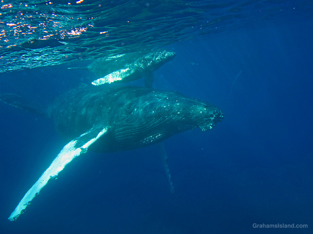 A humpback whale and her calf swim in the waters off Lapakahi Historical Park, Hawaii