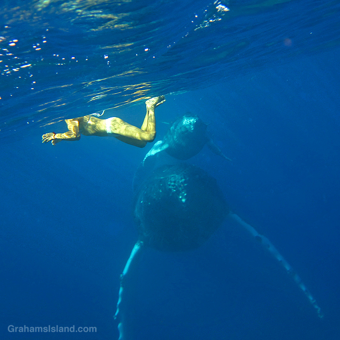 A humpback whale and her calf swim in the waters off Lapakahi Historical Park, Hawaii