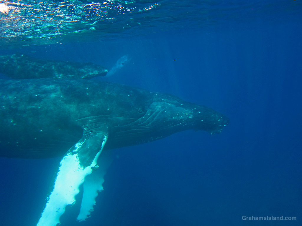 A humpback whale and her calf swim in the waters off Lapakahi Historical Park, Hawaii