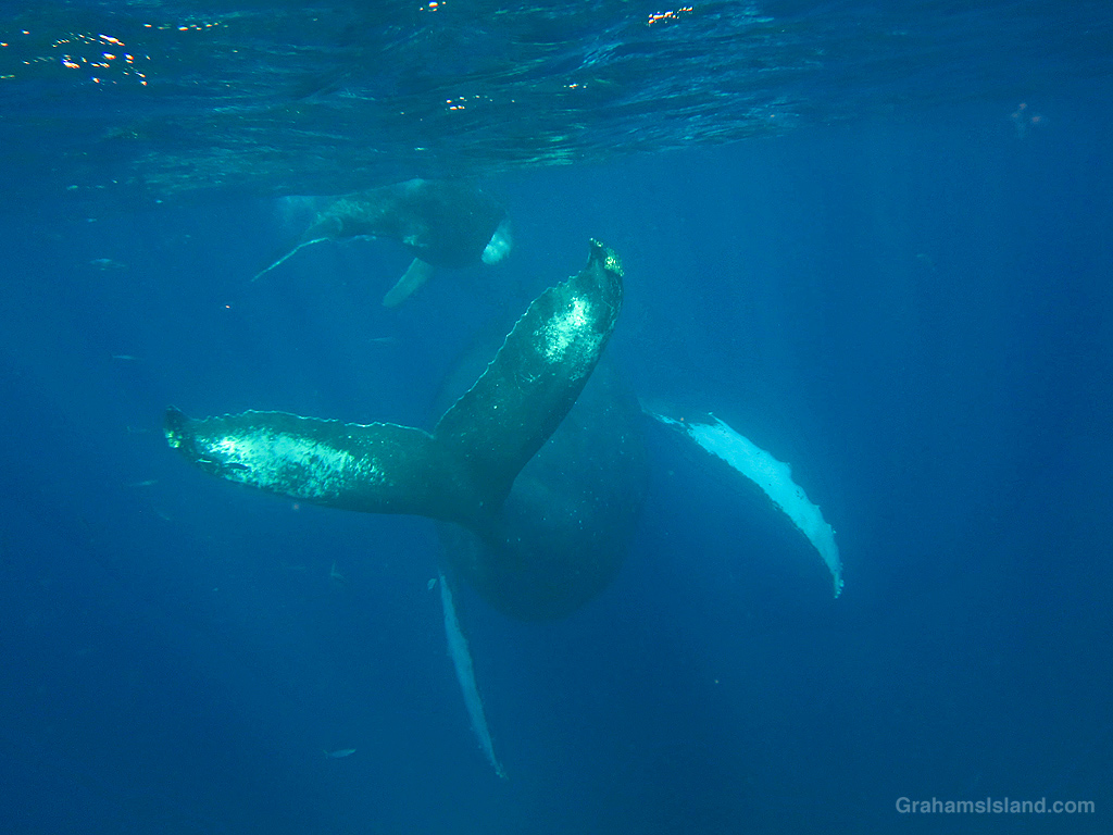 A humpback whale and her calf swim in the waters off Lapakahi Historical Park, Hawaii