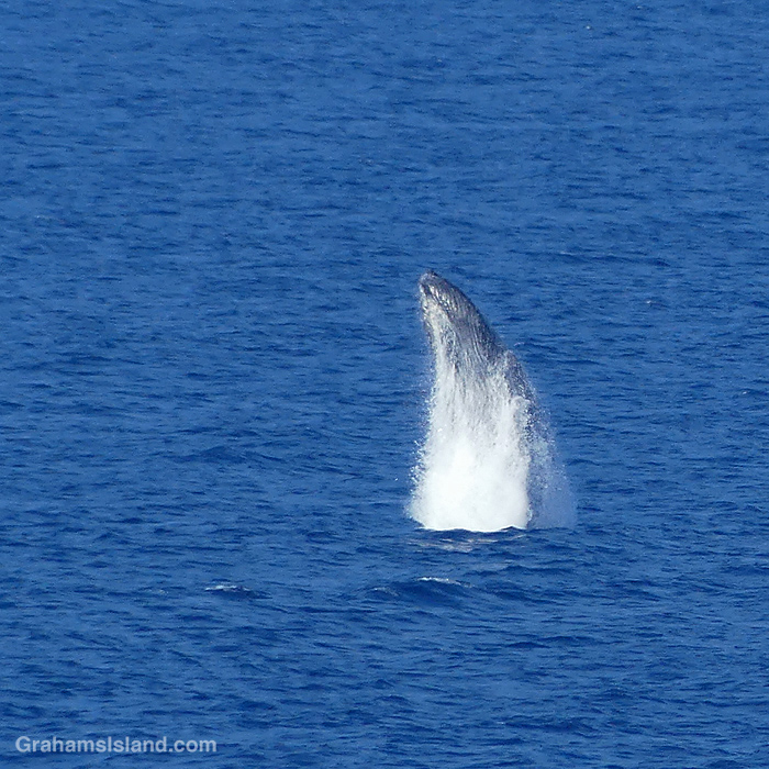 A Humpback Whale breaches off Hawaii